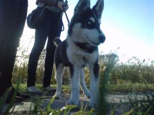 husky