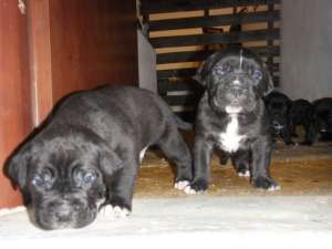 Vand cane corso,  200E