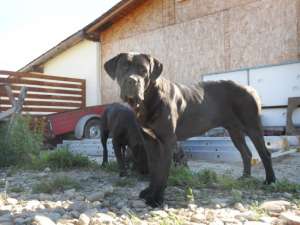 Vand cane corso,  200E