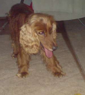 Cocker maro/auriu spre adoptie