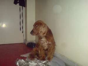 Cocker maro/auriu spre adoptie