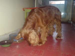 Cocker maro/auriu spre adoptie