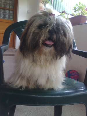 catei shih-tzu
