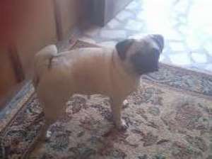 mops-pug de vanzare