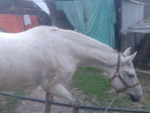 vand iapa