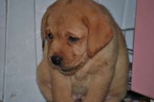 vand puiuti labrador retriever aurii