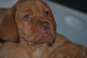 vand puiuti labrador retriever aurii