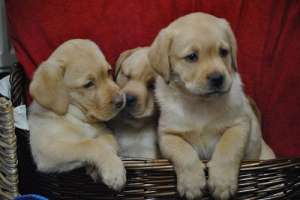 vand puiuti labrador retriever aurii