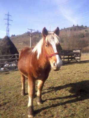 ARMASAR BELGIAN