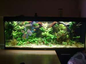 vand acvariu juwel 400l  discusi
