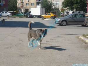 Adopt un caine rasa/corcitura/maidanez.Pozele de pe net.