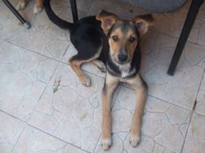 Adopt un caine rasa/corcitura/maidanez.Pozele de pe net.