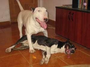 BULL TERRIER