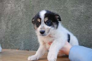 ofer spre adoptie