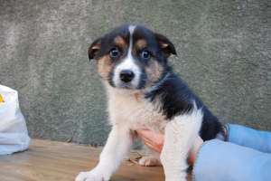 ofer spre adoptie