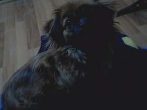 Vand cateluse(femela) Pechinez Imperial.