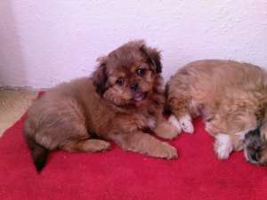bichon havanez maro si negrii