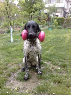 Dresaj canin Constanta