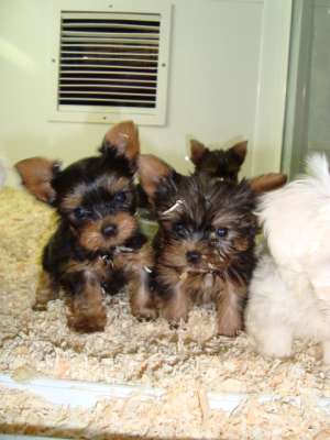 VAND YORKSHIRE TERRIER SUPER MINI, 8 SAPTAMANI,  MASCULI SI FEMELE,  CARNETE DE SANATATE, VACCINARI 