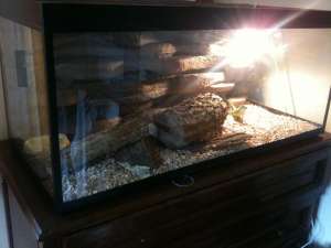 Vand iguana cu terariu