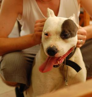 vand pui amstaff