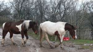 cai de rasa Frisian,  Tinker,  Shire,  Pinto,  Ponei Shetland
