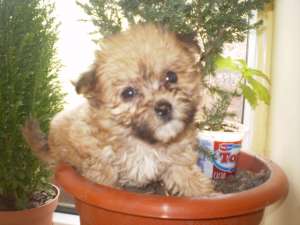 bichon havanez maro si negrii