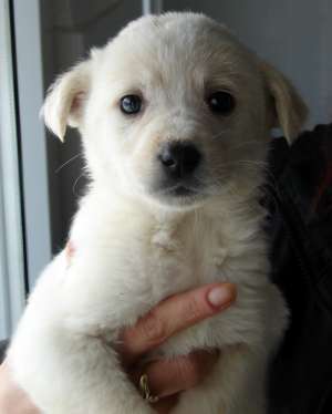 20 de puiuti spre adoptie la adapostul primariei