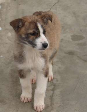 20 de puiuti spre adoptie la adapostul primariei
