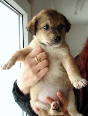 20 de puiuti spre adoptie la adapostul primariei