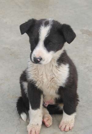 Zorro un catelus deosebit