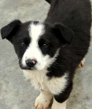 Zorro un catelus deosebit
