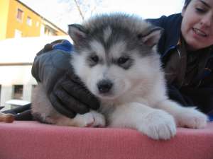 Catei Malamut de Alaska