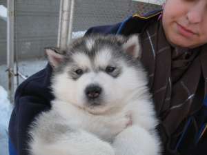 Catei Malamut de Alaska