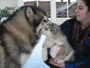 Catei Malamut de Alaska