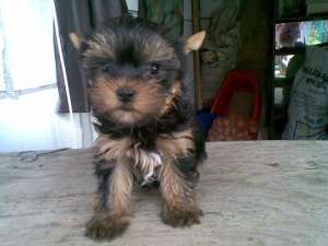 oferta pui yorkshire terrier