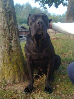 cane corso