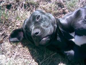 cane corso