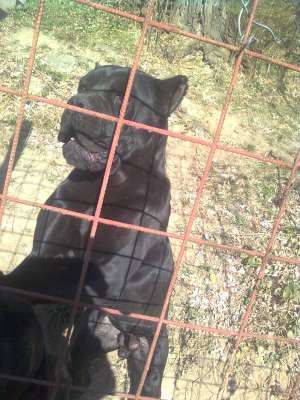 cane corso