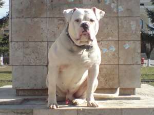 ofer  pt. monta  amerrican bulldog