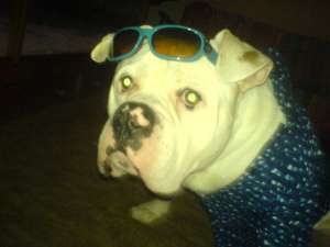 ofer  pt. monta  amerrican bulldog