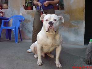 ofer  pt. monta  amerrican bulldog