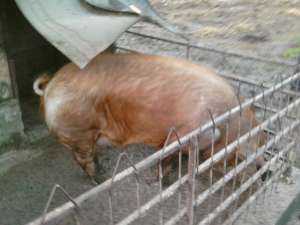 Vand vier pentru monta rasa Duroc Original