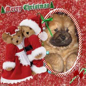 Catelusi chow-Chow