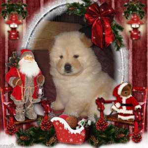 Catelusi chow-Chow
