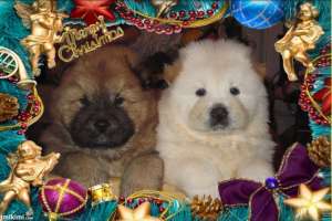 Catelusi chow-Chow