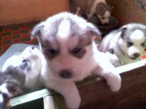 vand pui husky siberian