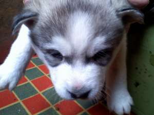 vand pui husky siberian