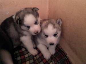 vand pui husky siberian