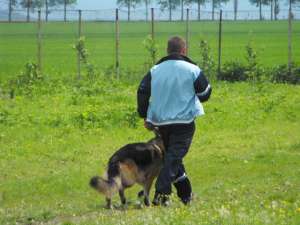 servicii canine